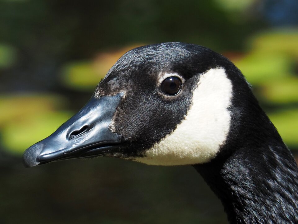 Animal duck feather