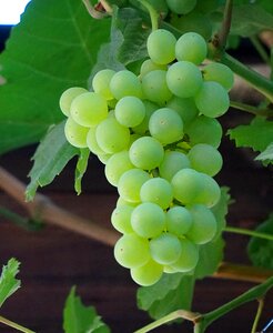 Winegrowing table grapes nature photo