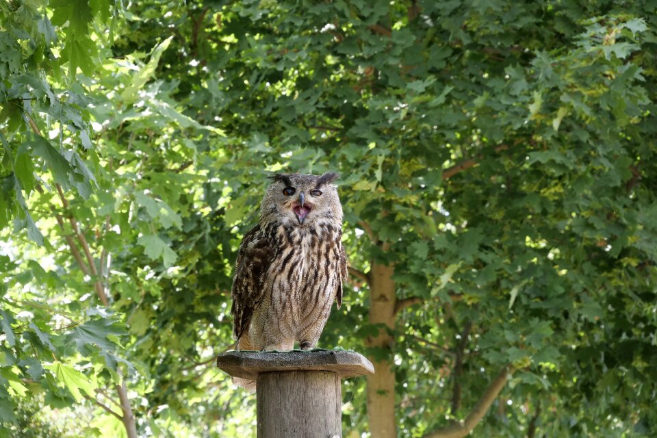 Falconry wörlitzer park flying nature