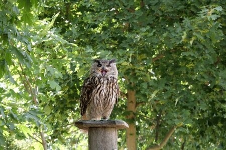 Falconry wörlitzer park flying nature