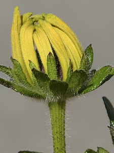 Yellow nature garden