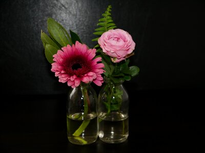 Pink rose bloom close up photo