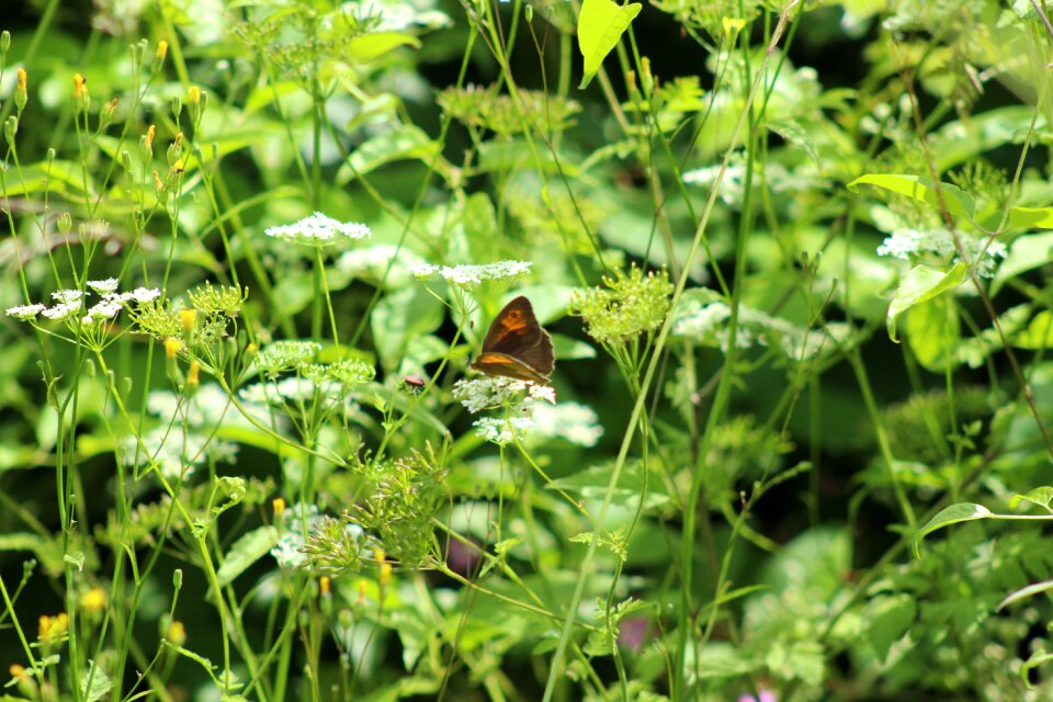 Butterfly grass leaves