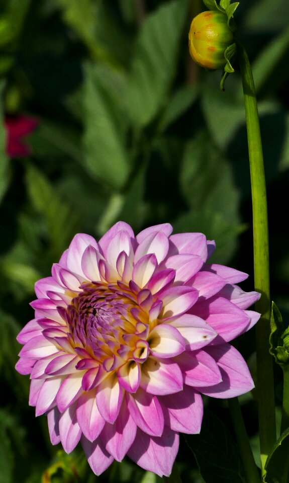 Dahlia light bud