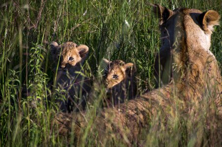Animals africa nature
