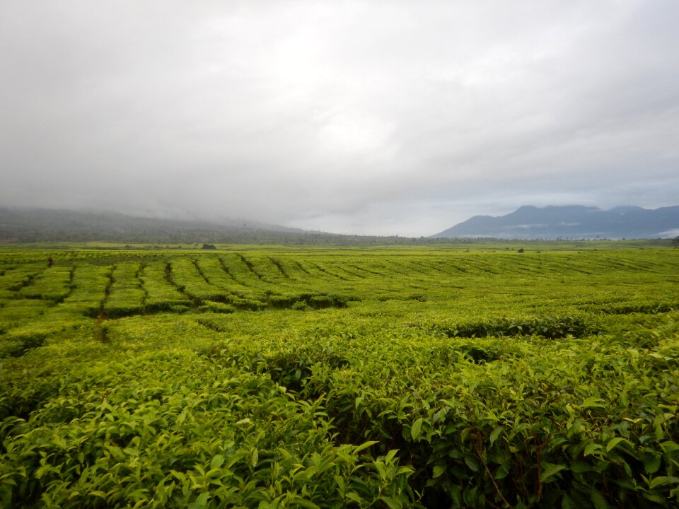 Agriculture mountain