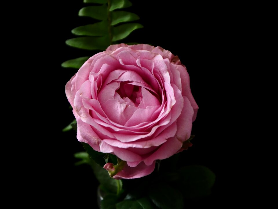 Blossom bloom rose bloom