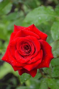 Green roses garden