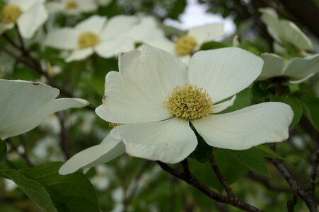 White plant petals photo