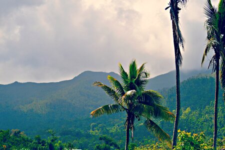 Green forest