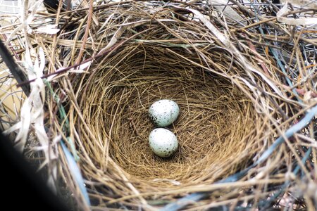 Bird eggs eggs in a nest