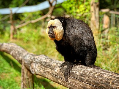 Wood animal ape photo