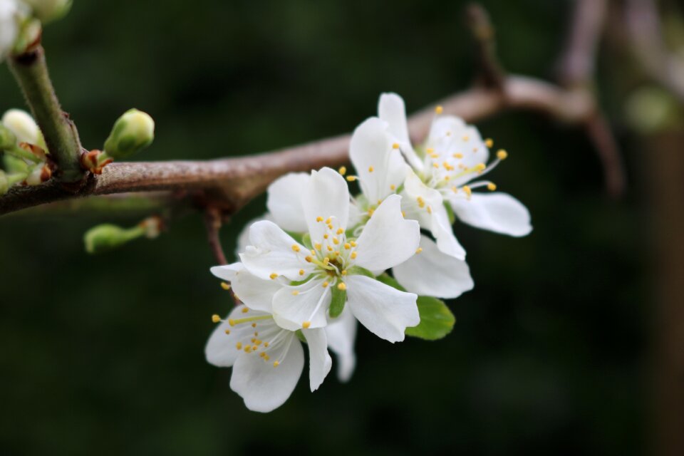 White branch garden