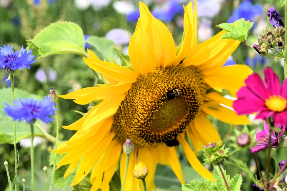 Summer flora yellow