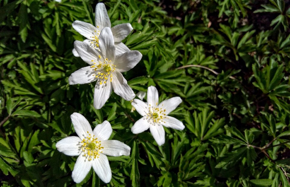 Nature plant tender