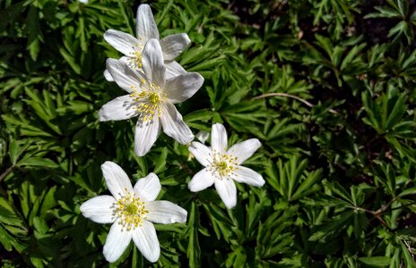 Nature plant tender
