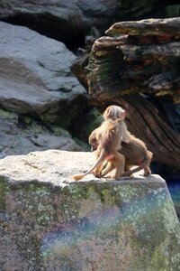 Animal world nature wild