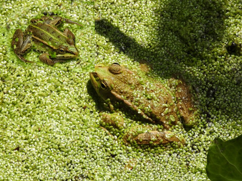 Pond animal fauna
