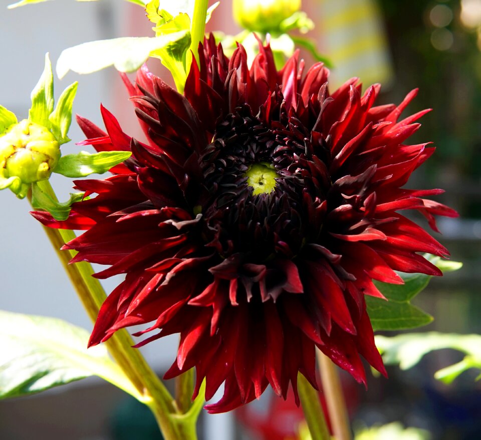 Flower nature flora