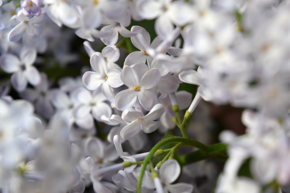 Bloom flowers bouquet