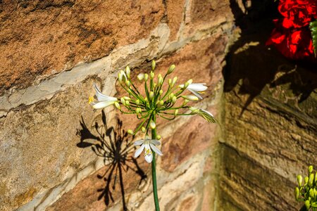 Bloom plant nature