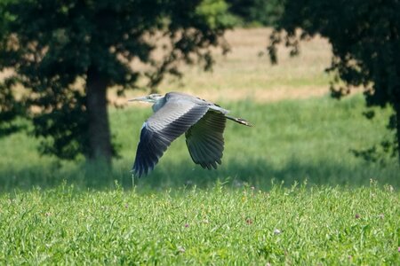 Trees bird wing photo