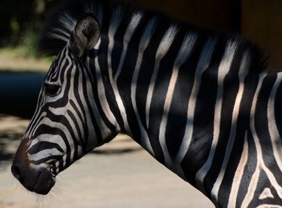 Stripe pattern zoo head