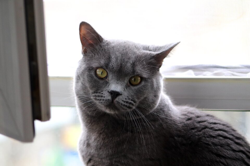British fold animal portrait