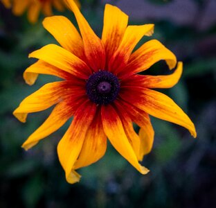 Orange green flowers