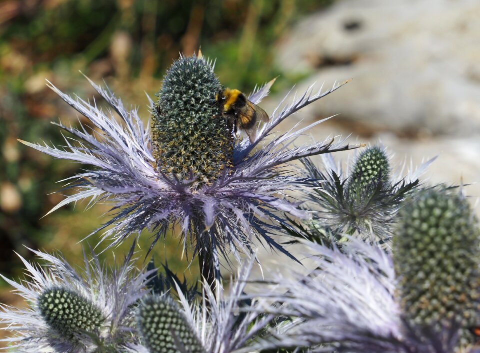Mountain thistle blossom bloom