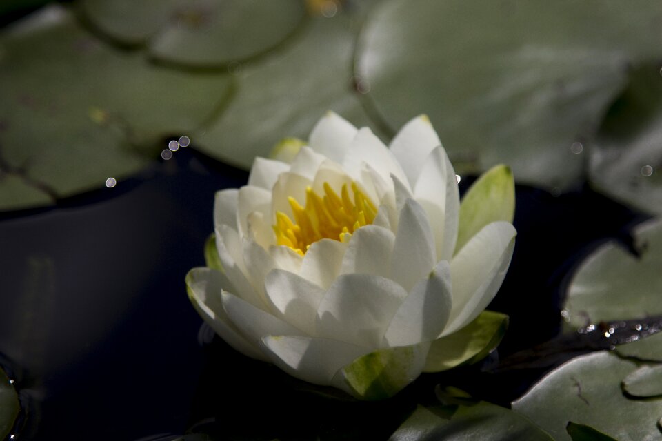 Flower pond