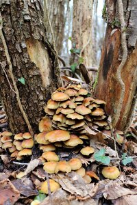 Woodland nature outdoors