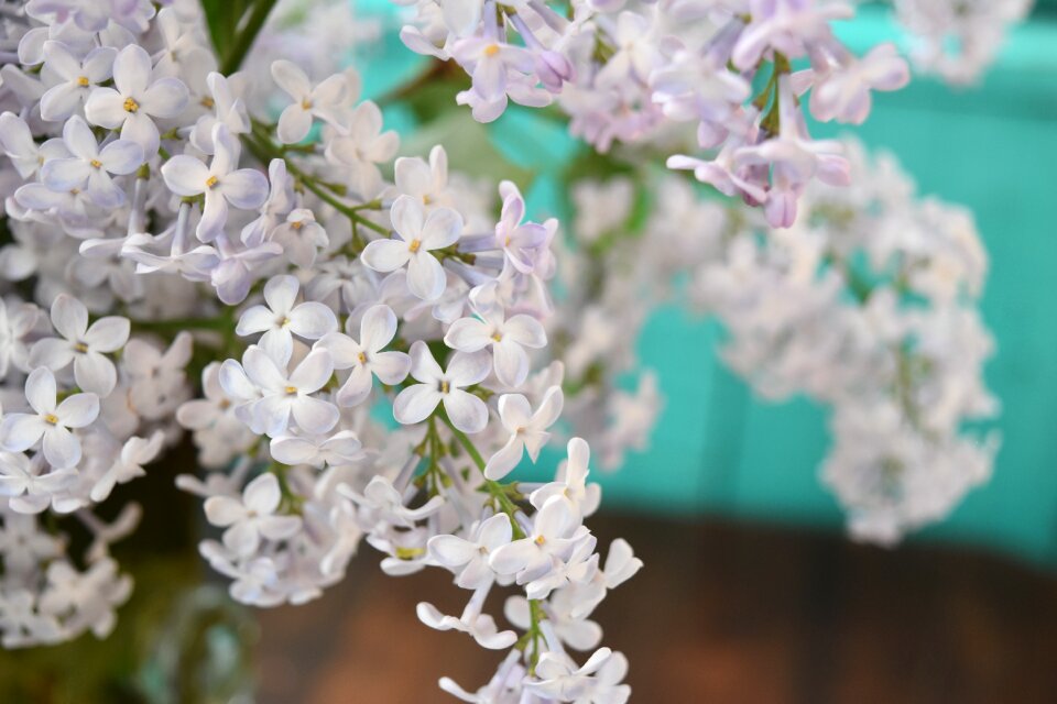 Spring flower petals