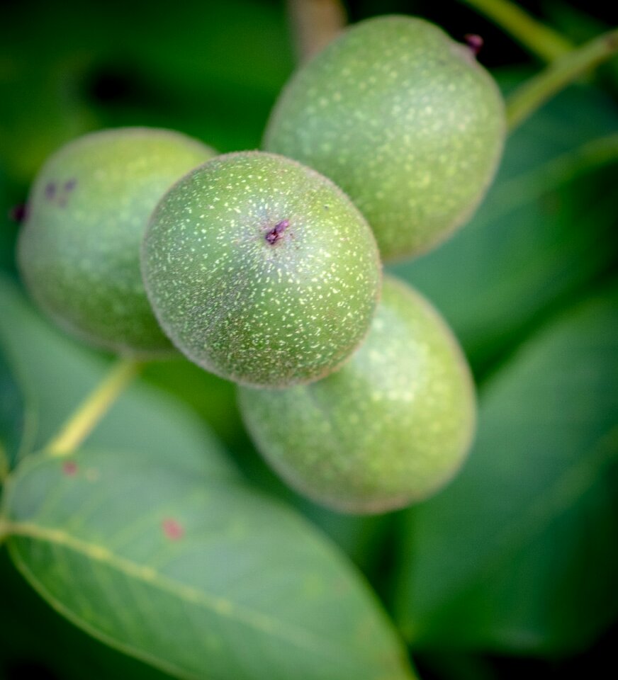 Fresh healthy vitamins