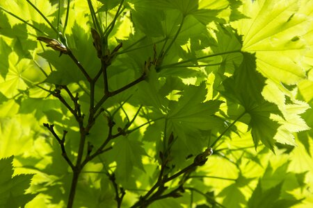Spring leaf tree