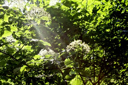 Sunbeam light background