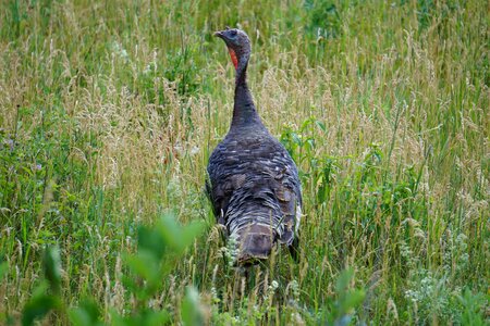 Grass outdoors animal