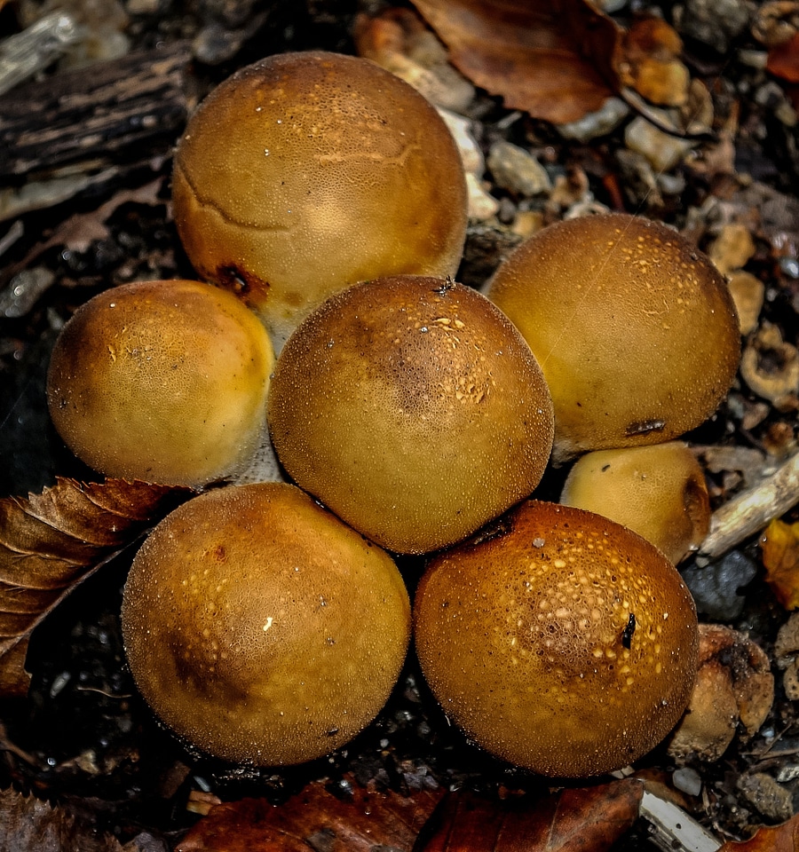 Forest food natural