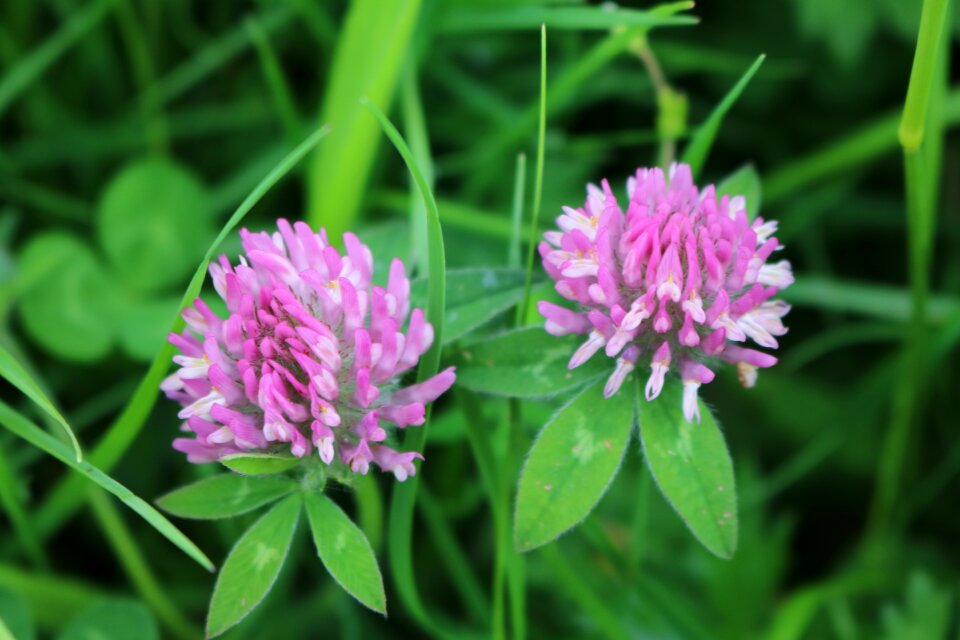 Plant flora purple