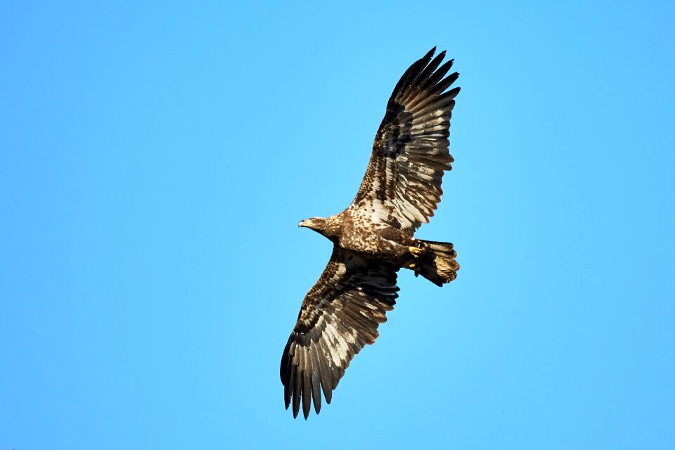 Bird in flight raptor animal