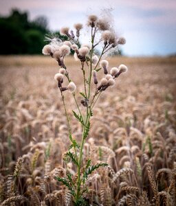 Field arable meadow photo