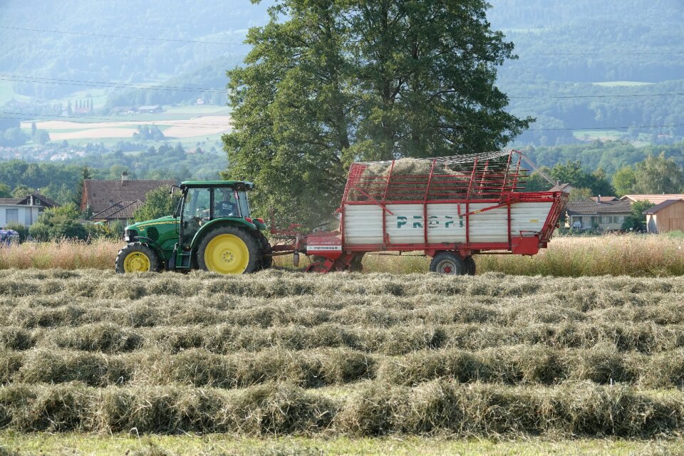 Harvest landscape summer