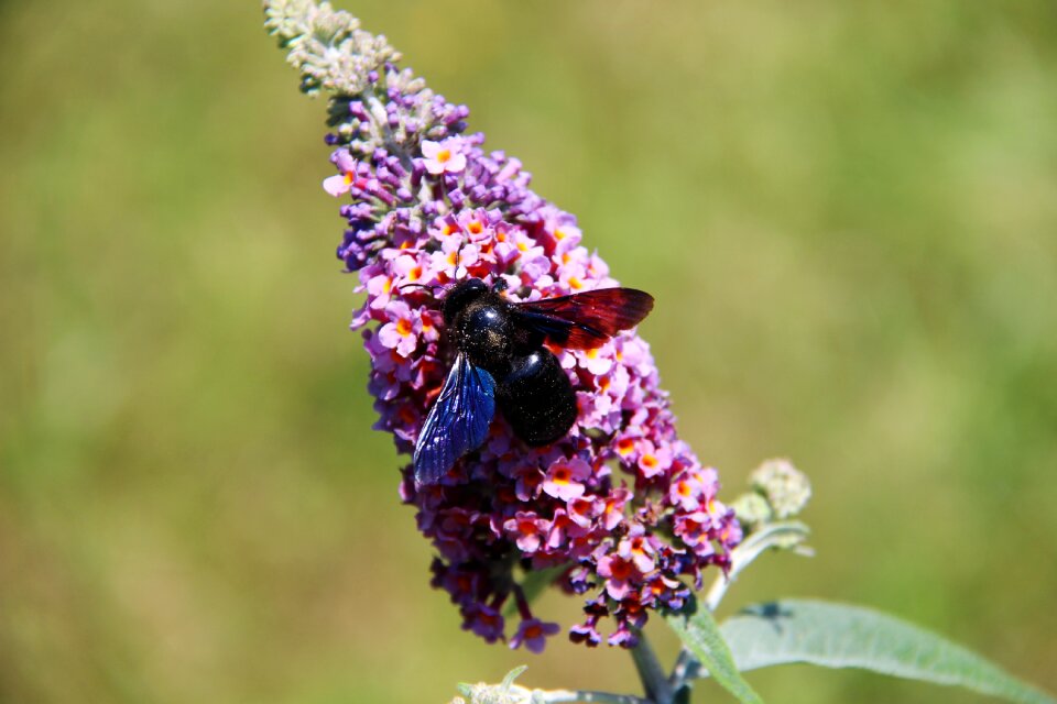 Nature bees forage