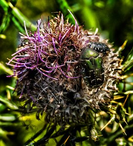Beetle plant prickly photo