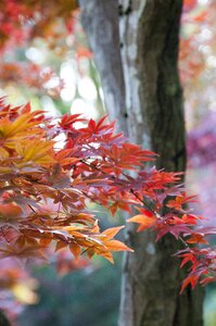 Leaves red nature photo