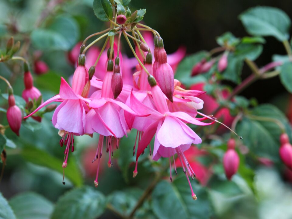 Garden floral growth photo