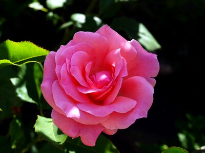 Petals spring nature photo