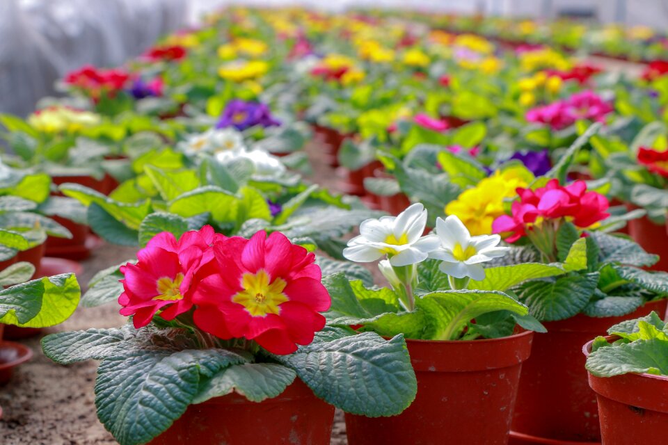 Greens garden summer