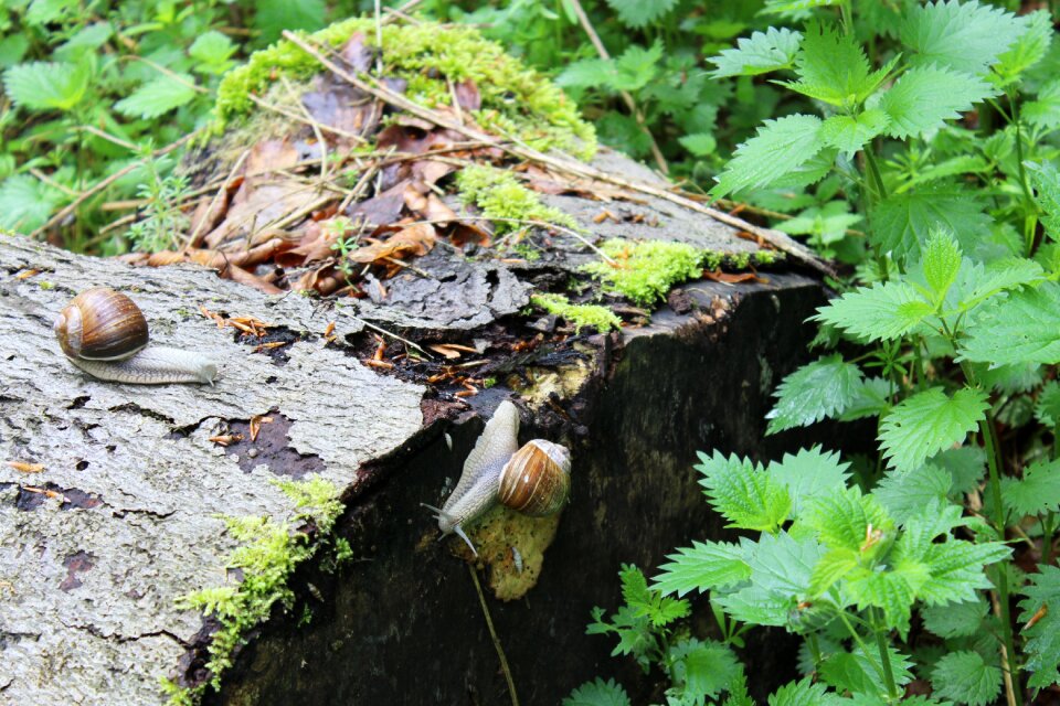 Forest mollusk wirbellos