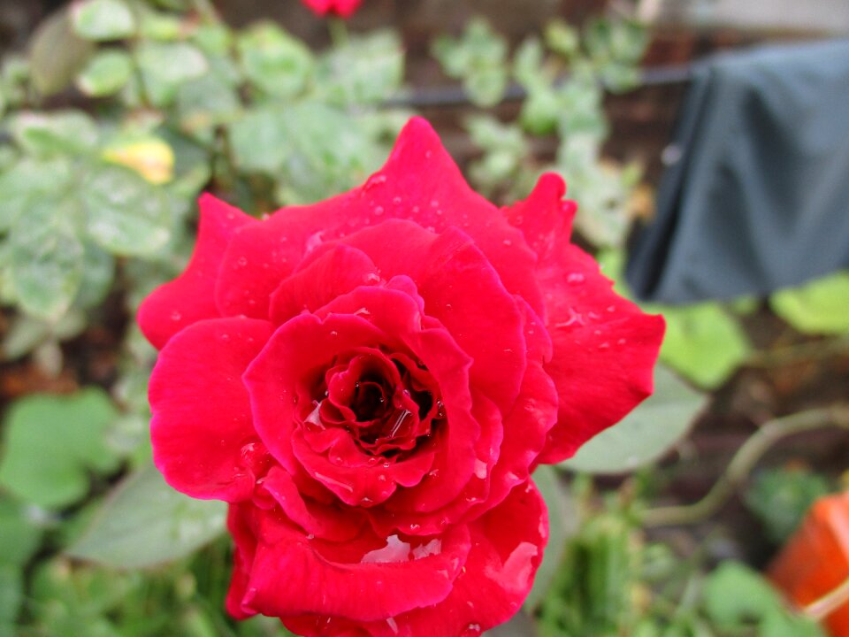 Love romantic garden